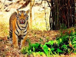 Bannerghatta National park